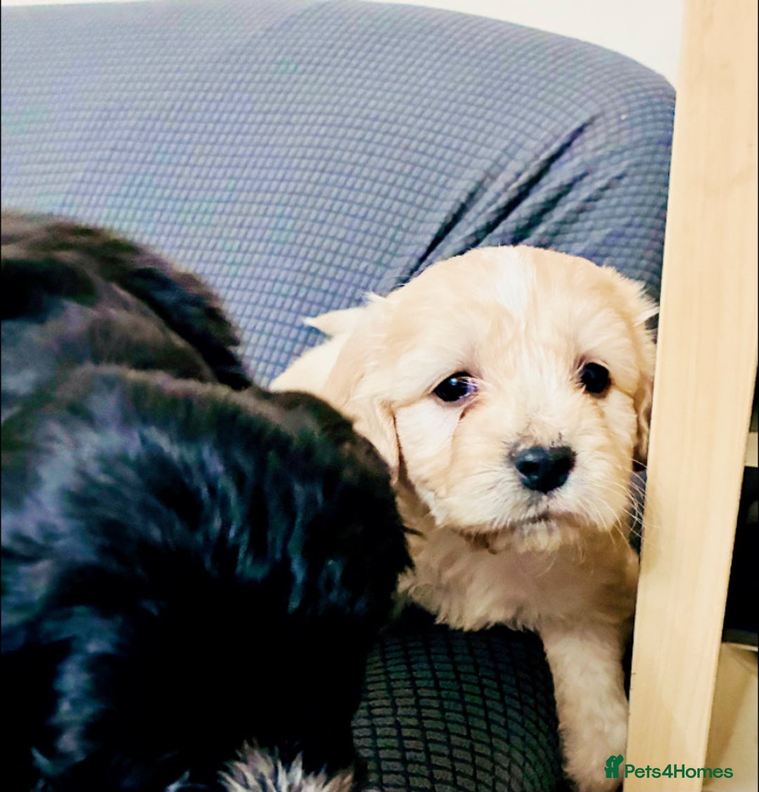 Mixed Breed dogs for sale: 6 Stunning Cock-a-chon puppies  - Advert 21