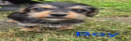 Jackapoo dogs for sale: Jackapoo puppies - Advert 12