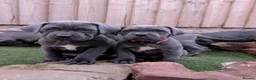 Cane Corso dogs for sale: Blue cane corso puppies  - Advert 9
