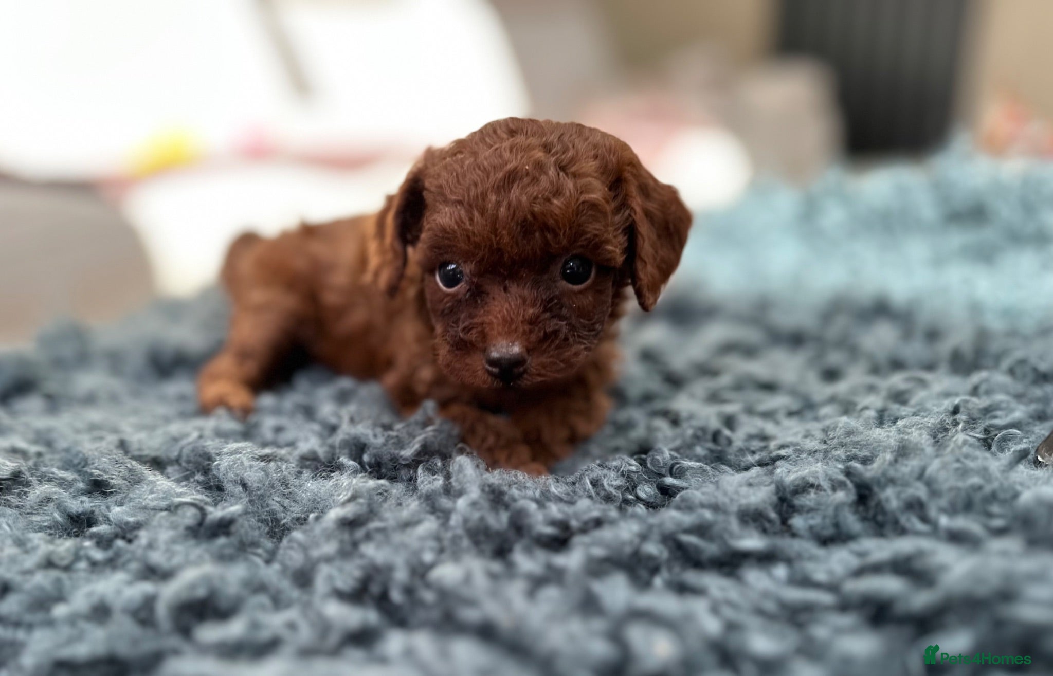 Toy Poodle dogs Adorable mini Asian poodle  - Advert 13