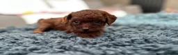 Toy Poodle dogs for sale: Adorable mini Asian poodle  - Advert 17