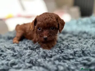 Toy Poodle dogs Adorable mini Asian poodle - Advert 13