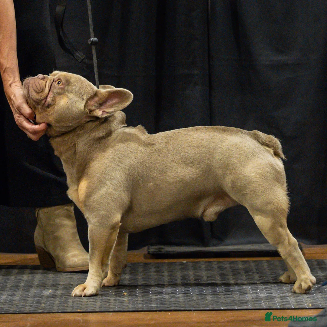 French Bulldog dogs for stud: SIMBA - Show Quality New Shade - STUD in Chessington - Advert 4