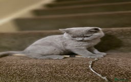 British Shorthair cats for sale: British shorthair  - Image 3