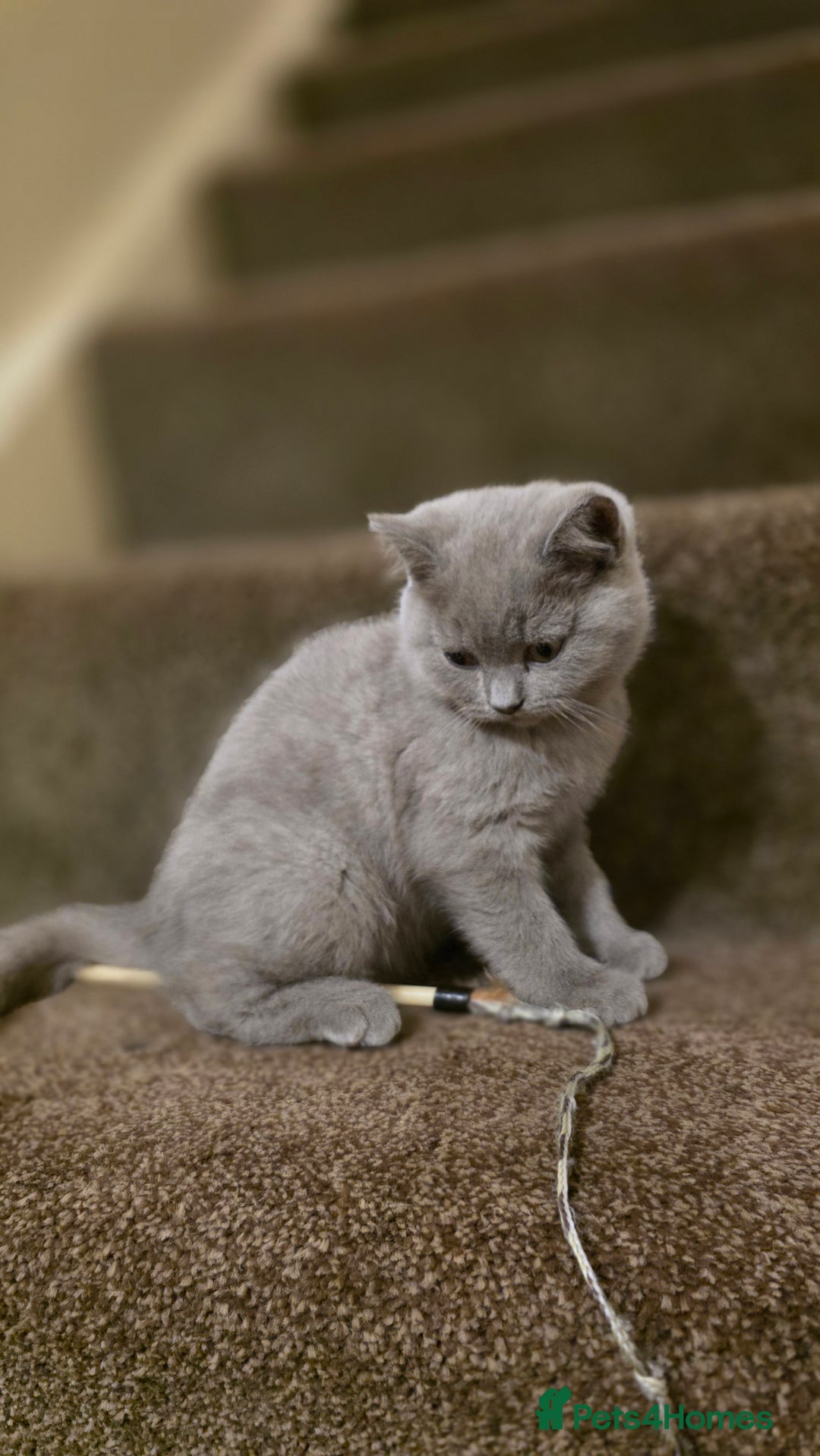 British Shorthair cats for sale: British shorthair  - Image 3