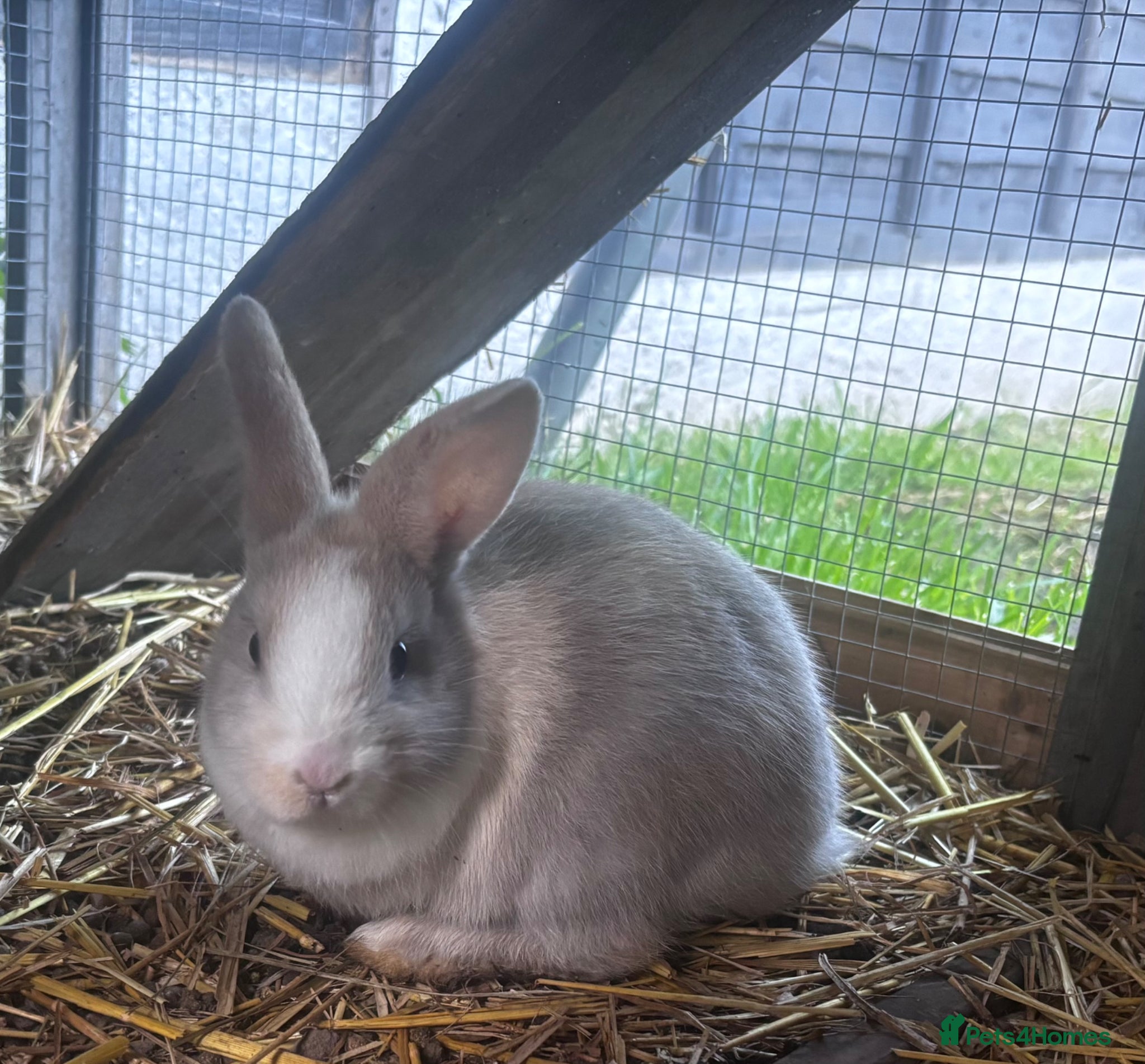 Mini Lion Lop rabbits 3 Beautiful Mini Lionhead Lops For Sale. £60 Each. - Advert 1