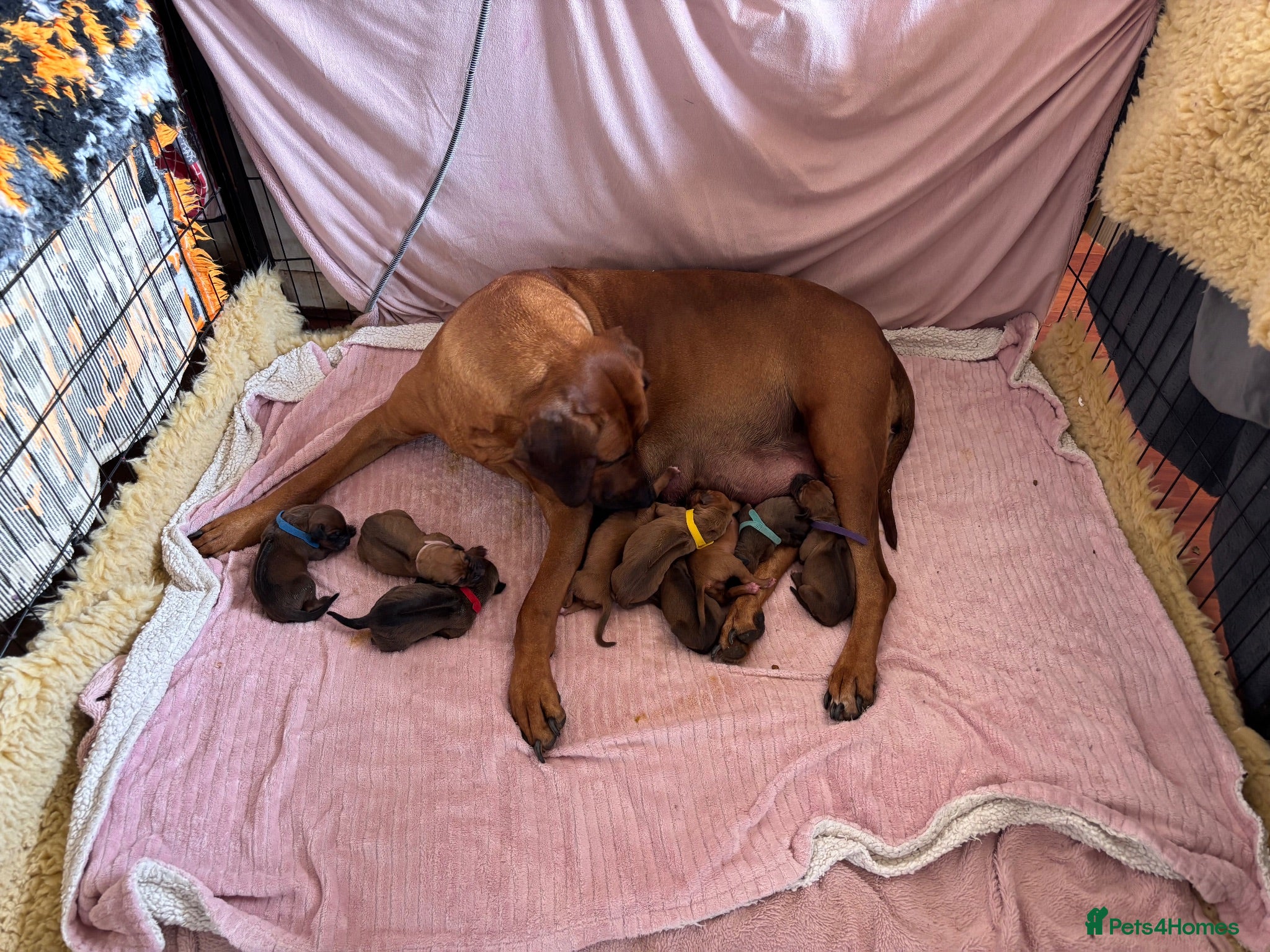 Rhodesian Ridgeback dogs Exceptionally Health Tested KC Ridgeback Puppies - Advert 1