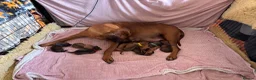 Rhodesian Ridgeback dogs for sale: Exceptionally Health Tested KC Ridgeback Puppies - Advert 1
