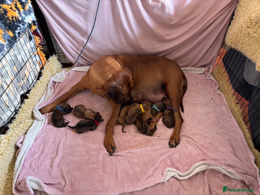 Rhodesian Ridgeback dogs for sale: Exceptionally Health Tested KC Ridgeback Puppies - Advert 1