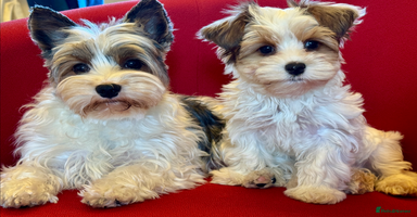 Yorkshire Terrier dogs Rare Blueberry Yorkshire terrier (tested parent) - Advert 1