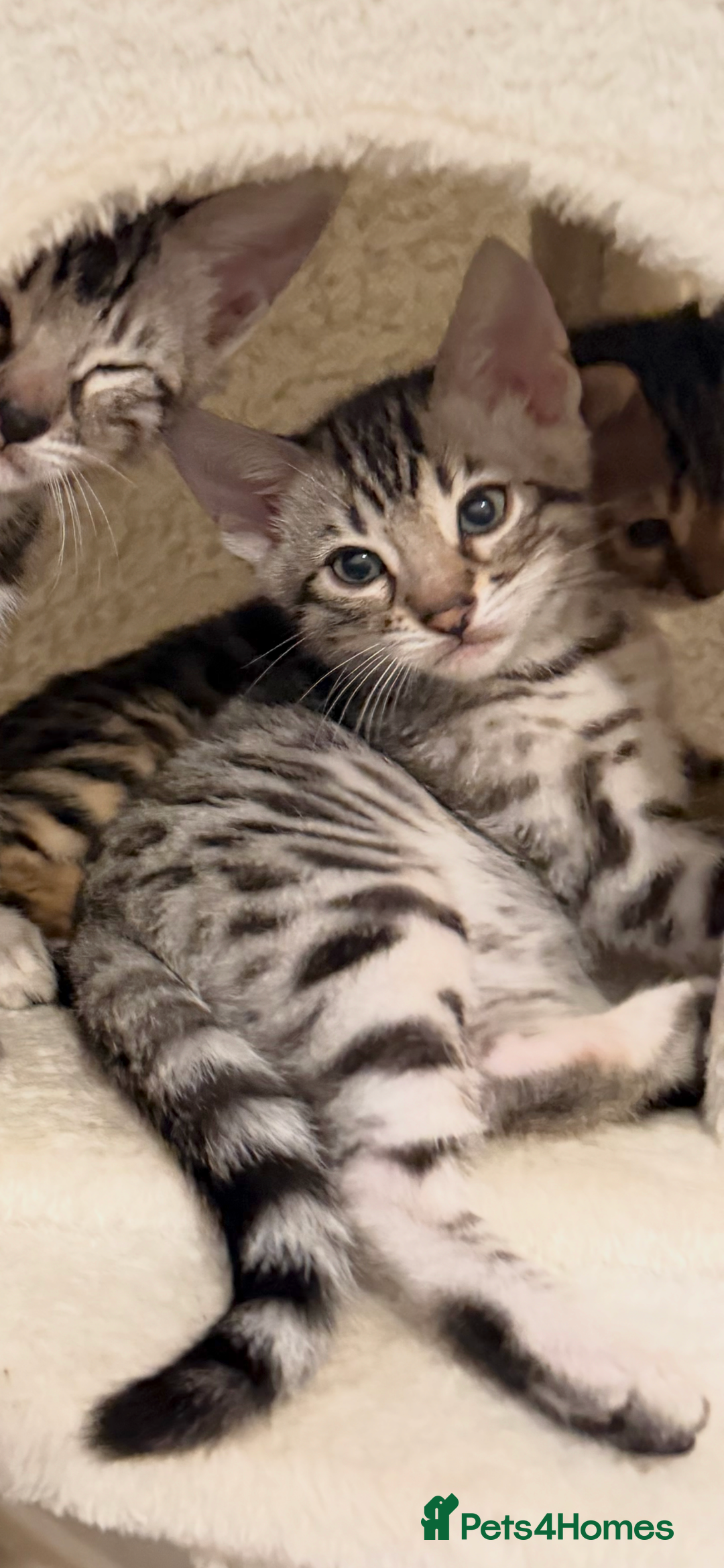 Bengal cats for sale: 🩶 BENGAL 🔥 KITTENS 🤍 TICA REGISTERED  - Advert 26