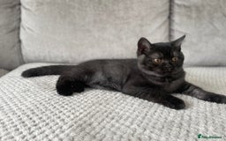 British Shorthair cats for sale: 🔥🖤 RARE BLACK SMOKED MALE BRITISH SHORTHAIR 🔥🖤 - Image 3