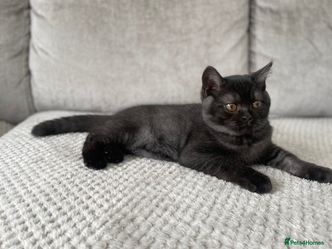 British Shorthair cats for sale: 🔥🖤 RARE BLACK SMOKED MALE BRITISH SHORTHAIR 🔥🖤 - Image 3