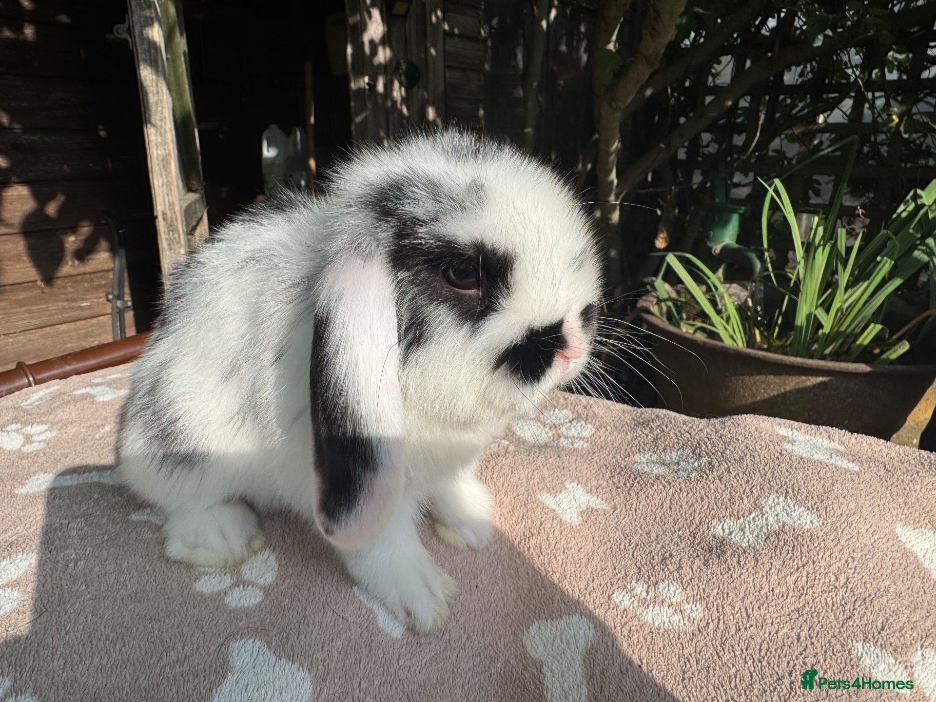 Mini Lop rabbits Mini lop  Adults and an 8 week old for sale  - Advert 2