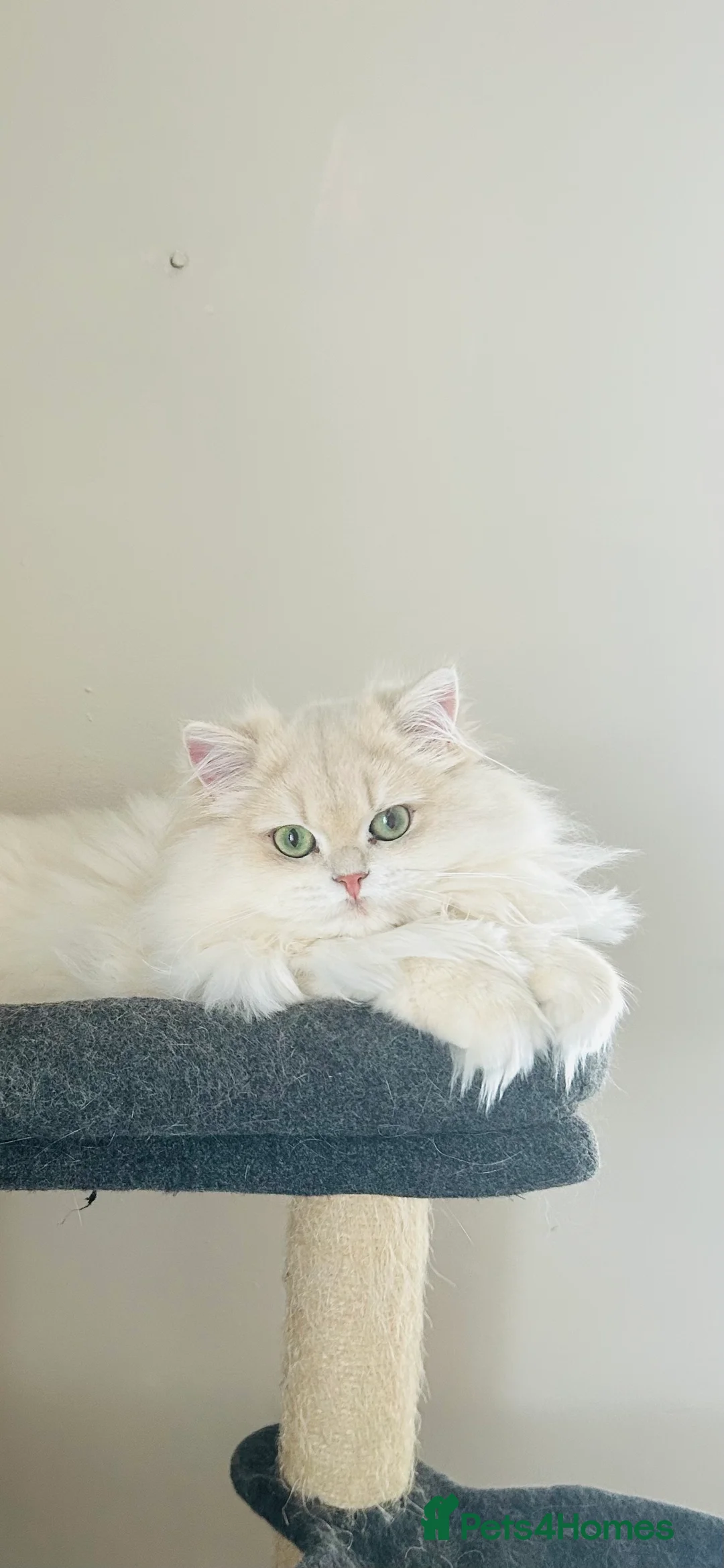 British Longhair cats for sale: Stunning Rare Golden Lilac Kitten  - Advert 5