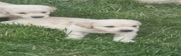 Golden Retriever dogs for sale: Quality golden retrievers  - Advert 29