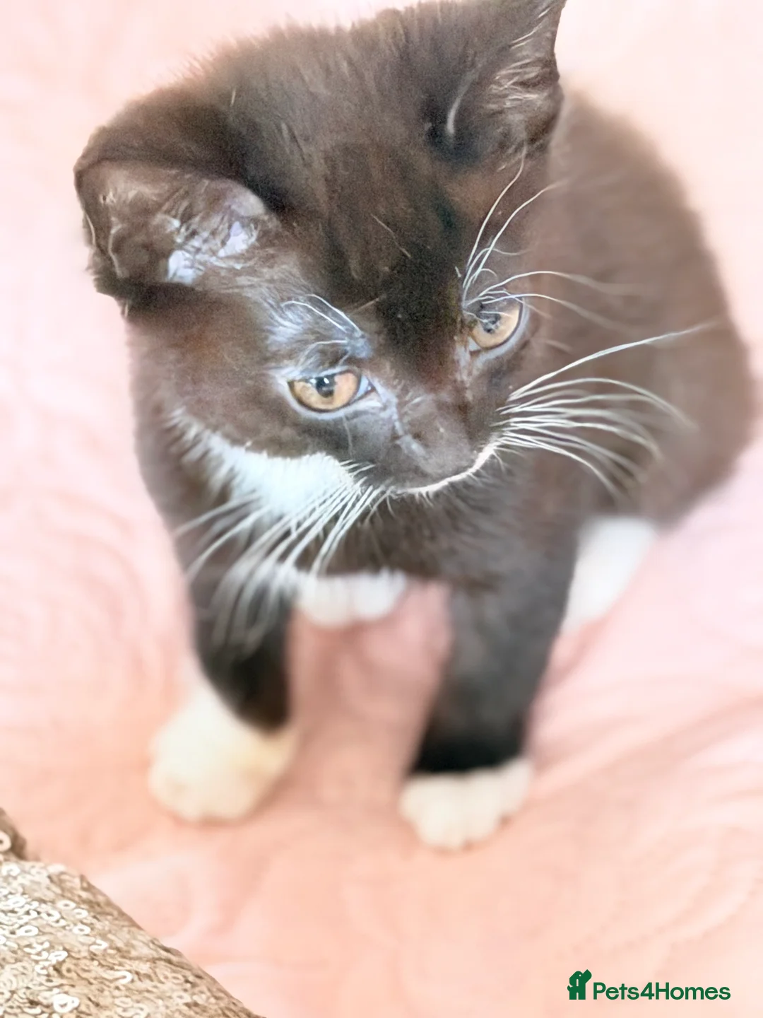 British Shorthair cats for sale: Purr-fect  **  Kittens Ready for new home - Advert 35