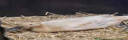 Ducks poultry for sale: Point Of Lay Female Indian Runner Ducks  - Advert 5