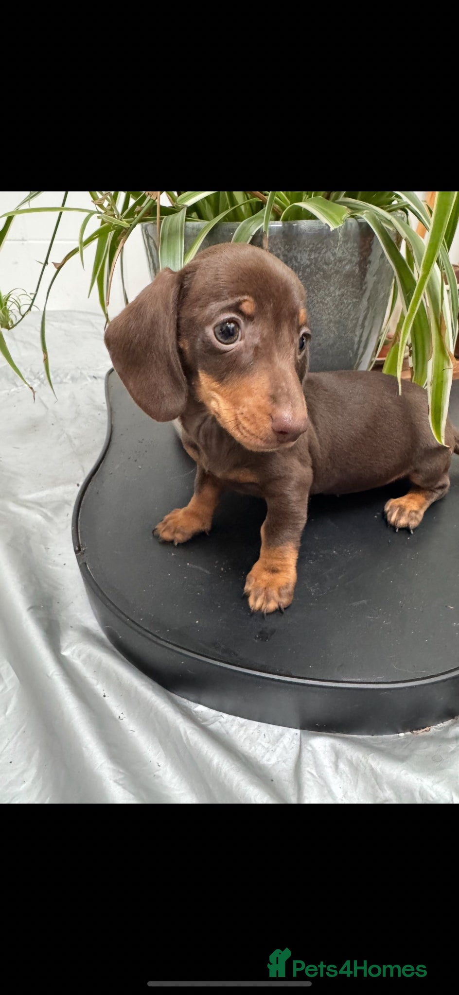 Miniature Dachshund dogs Kc Stunning Chocolate & Tan True Miniature  - Advert 4