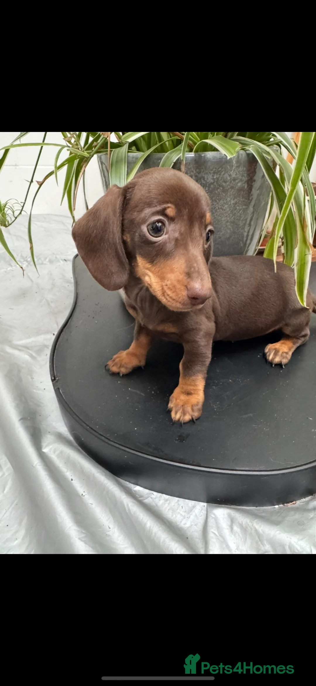 Miniature Dachshund dogs for sale: Kc Stunning Chocolate & Tan True Miniature  - Advert 1