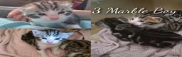 Mixed Breed cats for sale: 3 Beautiful Bengal x DSH male Kittens for Sale in Colchester - Advert 1