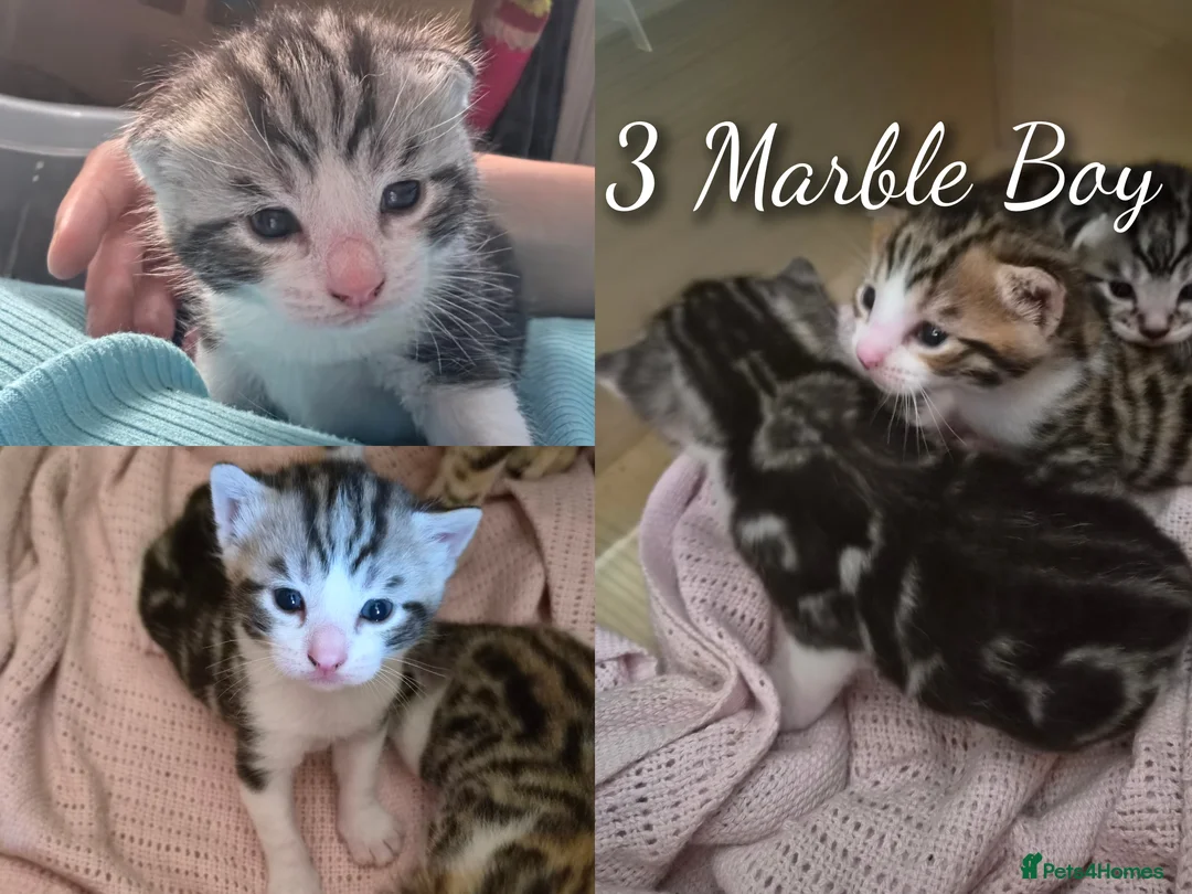 Mixed Breed cats for sale: 3 Beautiful Bengal x DSH male Kittens for Sale in Colchester - Advert 1