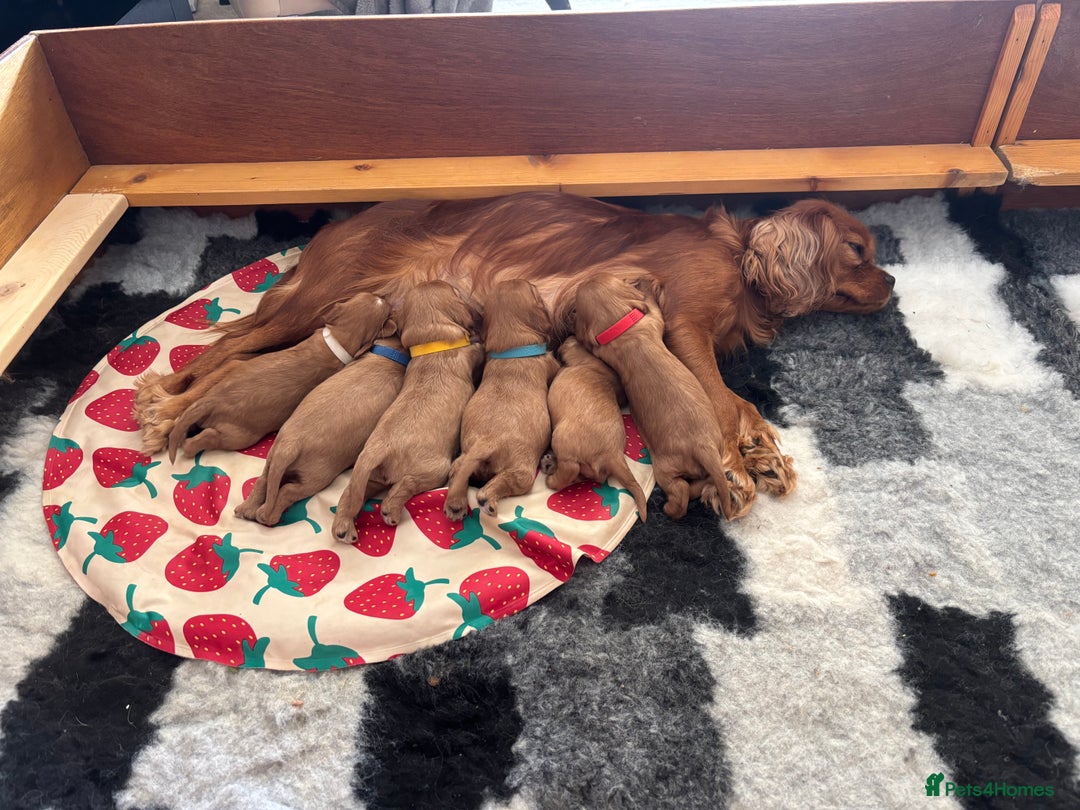Cavalier King Charles Spaniel dogs for sale: KC Cavalier King Charles spaniel  - Image 12