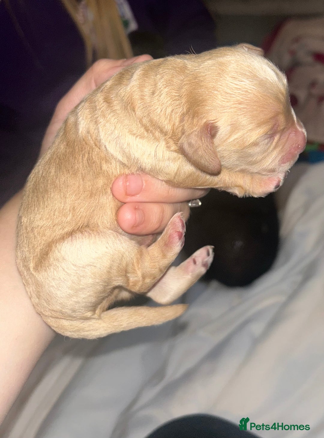 Cockapoo dogs for sale: F1 cockapoos  - Advert 5