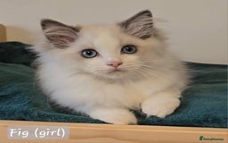 Ragdoll cats for sale: International award winning cattery - 6 kittens - Image 18