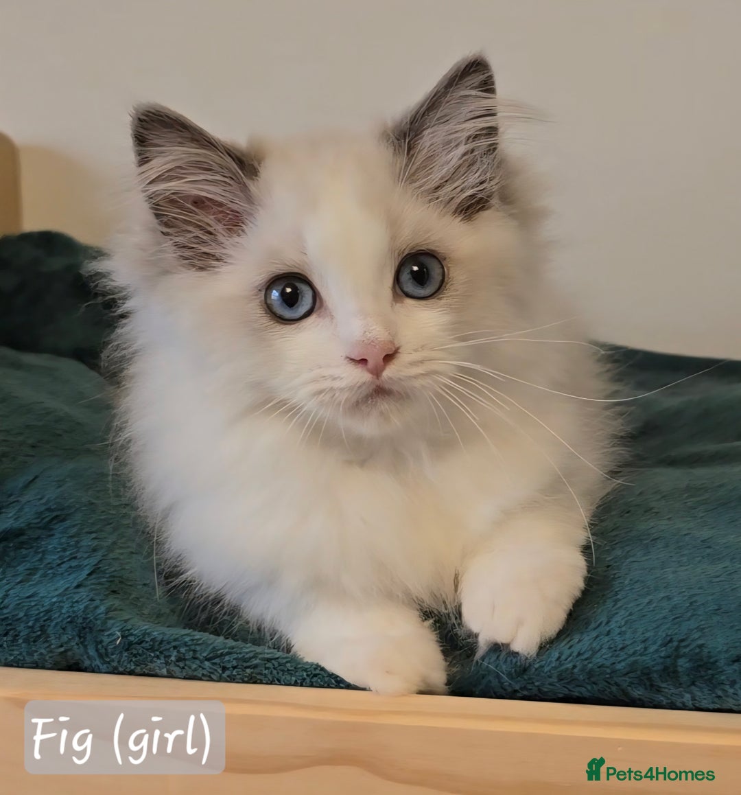 Ragdoll cats for sale: International award winning cattery - 6 kittens - Image 18