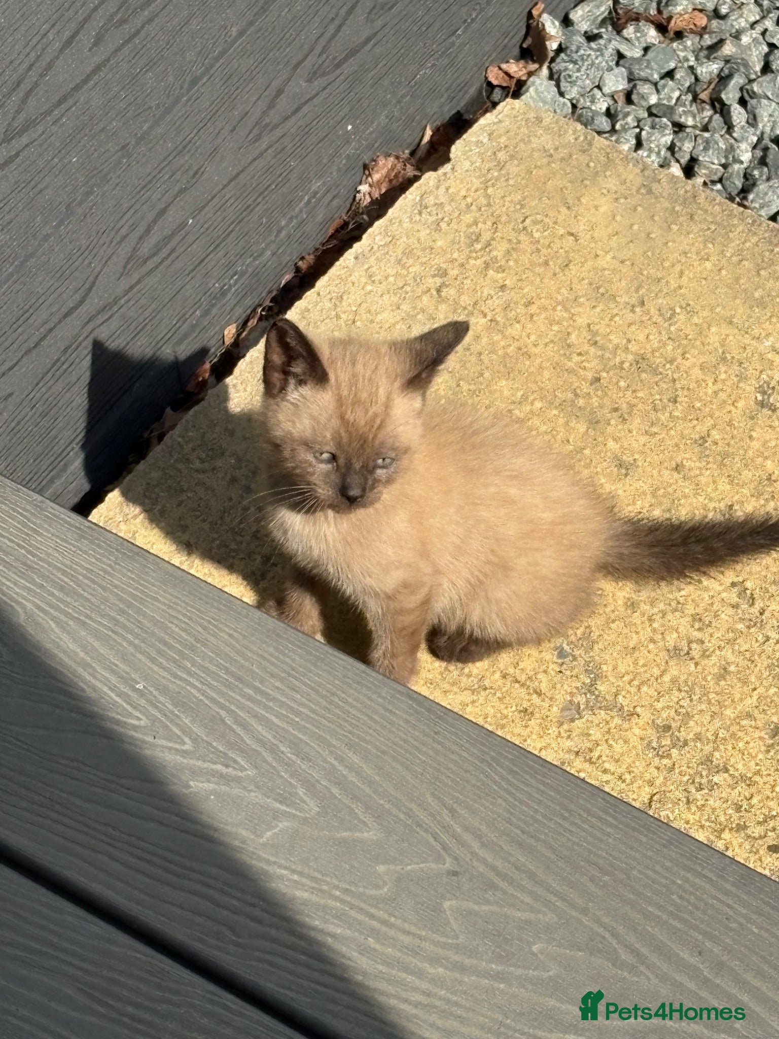 Mixed Breed cats Kittens  - Advert 12