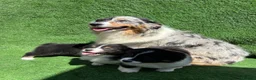 Australian Shepherd dogs for sale: Australian Shepherd Puppies  - Advert 19