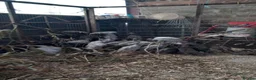 Guinea Fowl poultry for sale: Mixed Guinea fowl in Leamington Spa - Advert 3