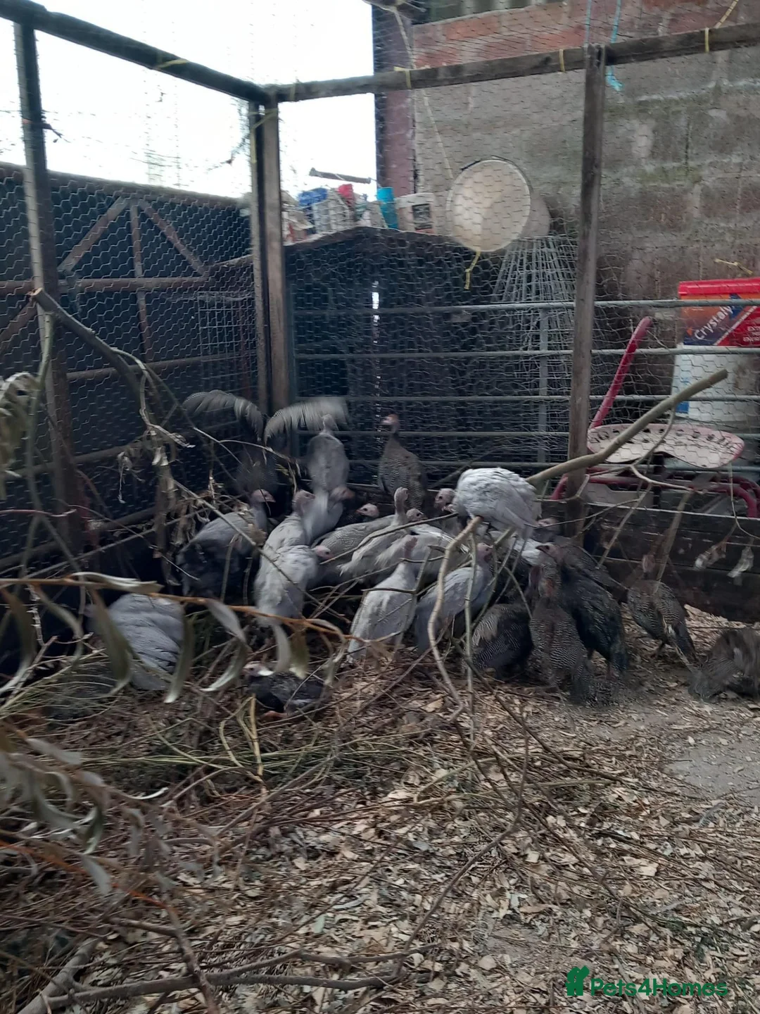 Guinea Fowl poultry for sale: Mixed Guinea fowl in Leamington Spa - Advert 3