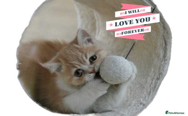 Exotic cats - Advert 1