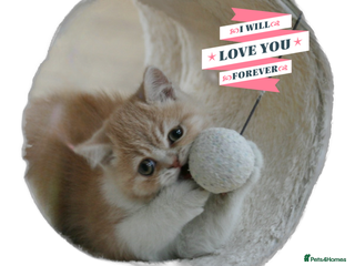 Exotic cats - Advert 31