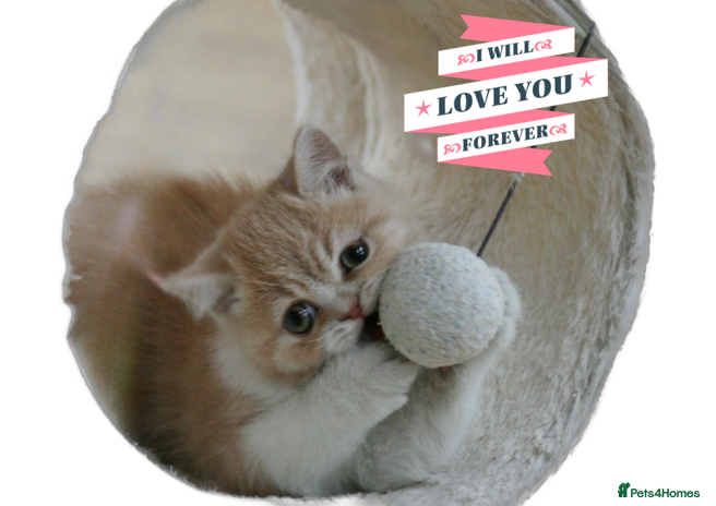 Exotic cats - Advert 1