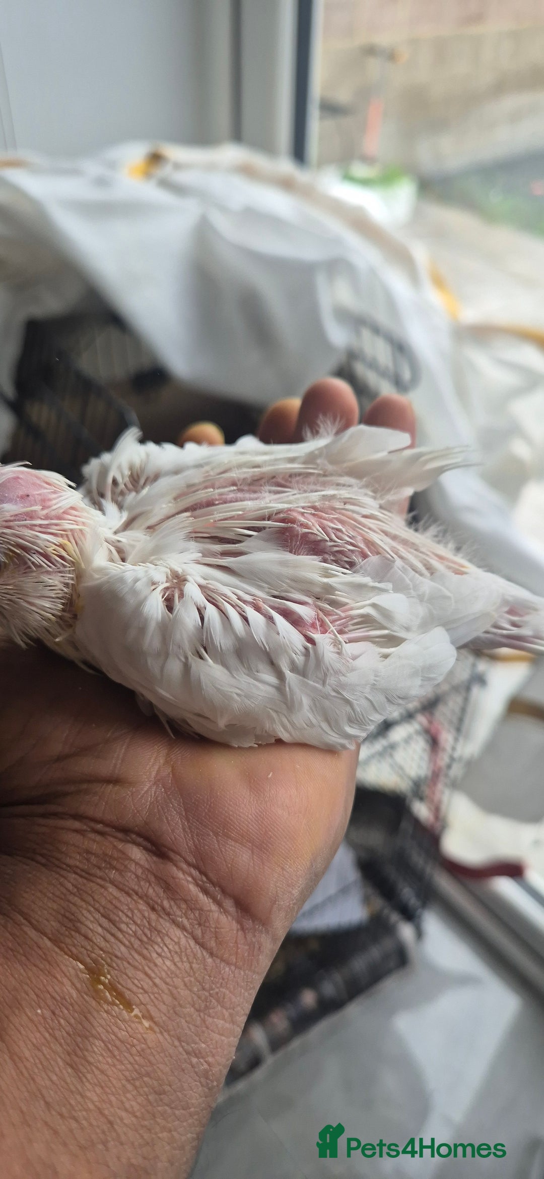 Cockatiels birds for sale: Lovely birds babyies - Image 1