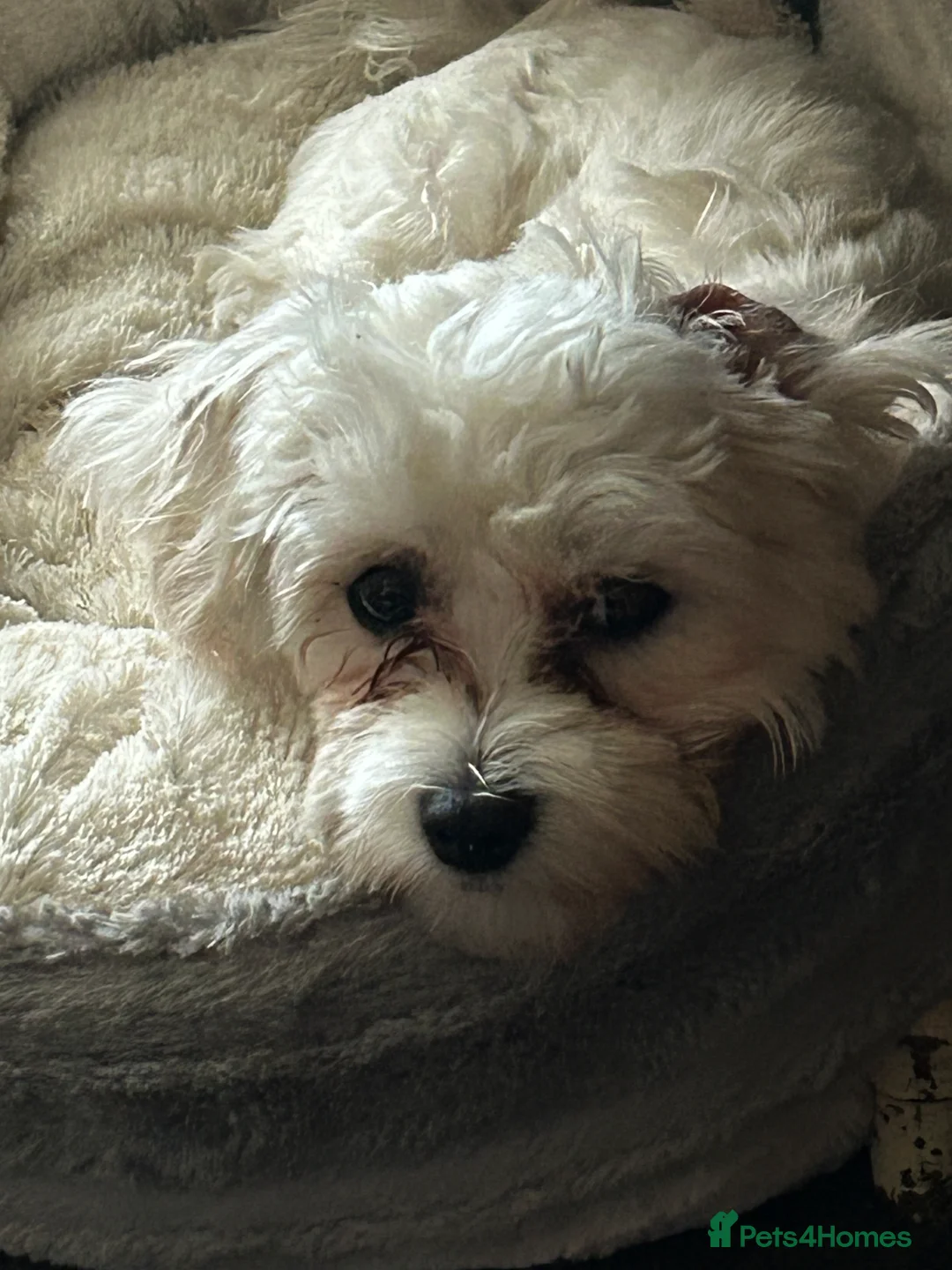 Maltese dogs for sale: Gladys is looking for a new home - Advert 8