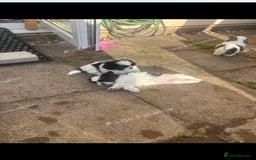 Shih Tzu dogs for sale: Puppies Shih tzu  in Peterborough - Image 3