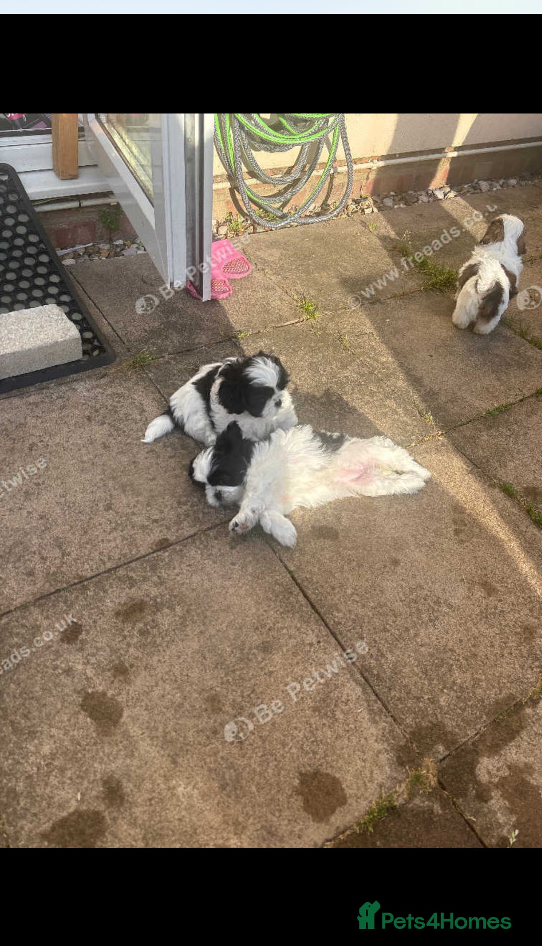 Shih Tzu dogs for sale: Puppies Shih tzu  in Peterborough - Image 3