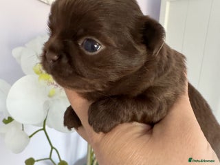 Chihuahua dogs KC qulity LC cream and choc chihuahua puppies - Advert 16