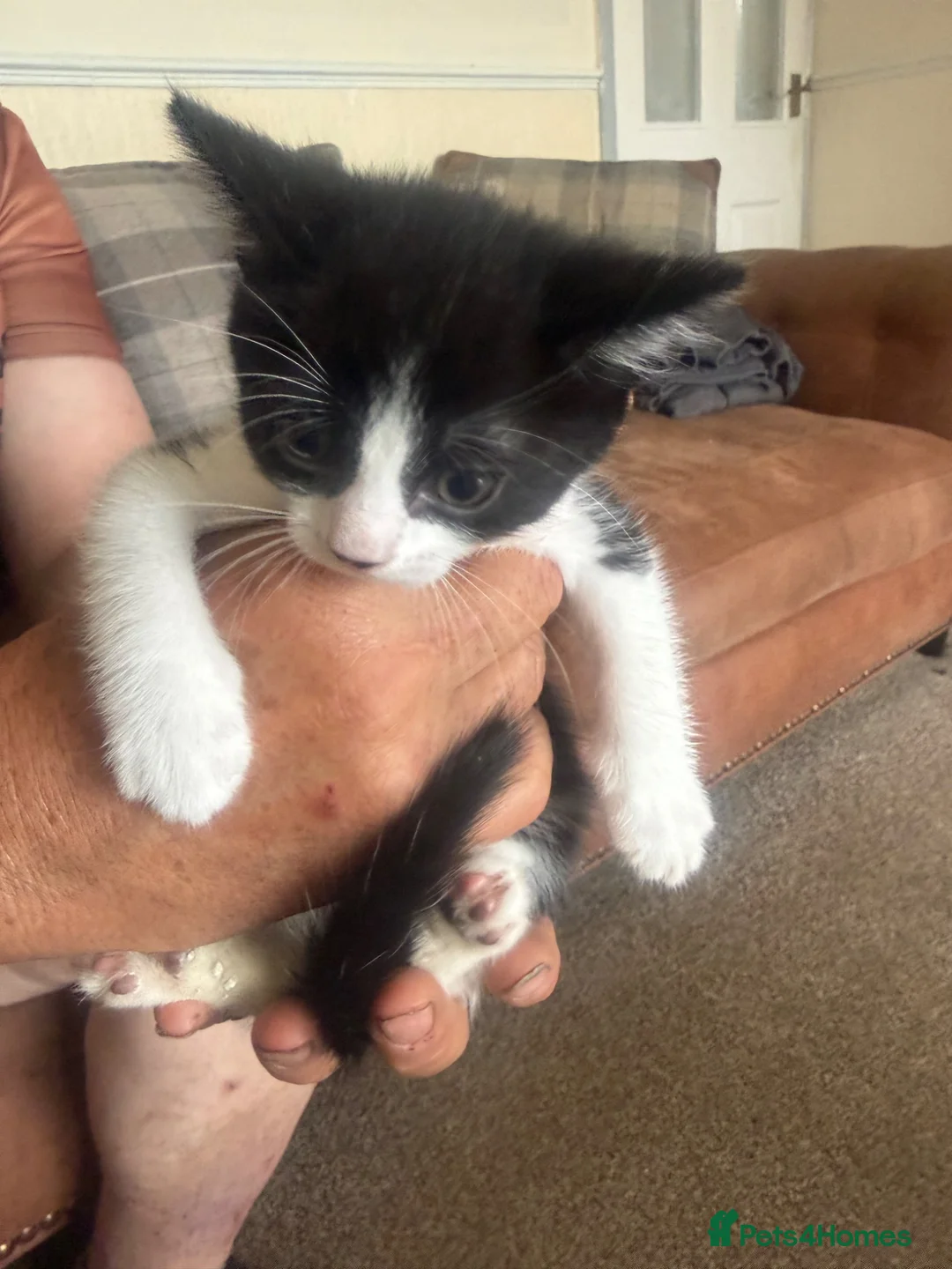Mixed Breed cats for sale: Beautiful half rag doll kittens  - Advert 2