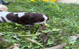 Cocker Spaniel dogs for sale: Cocker Spaniel Pups - Image 13