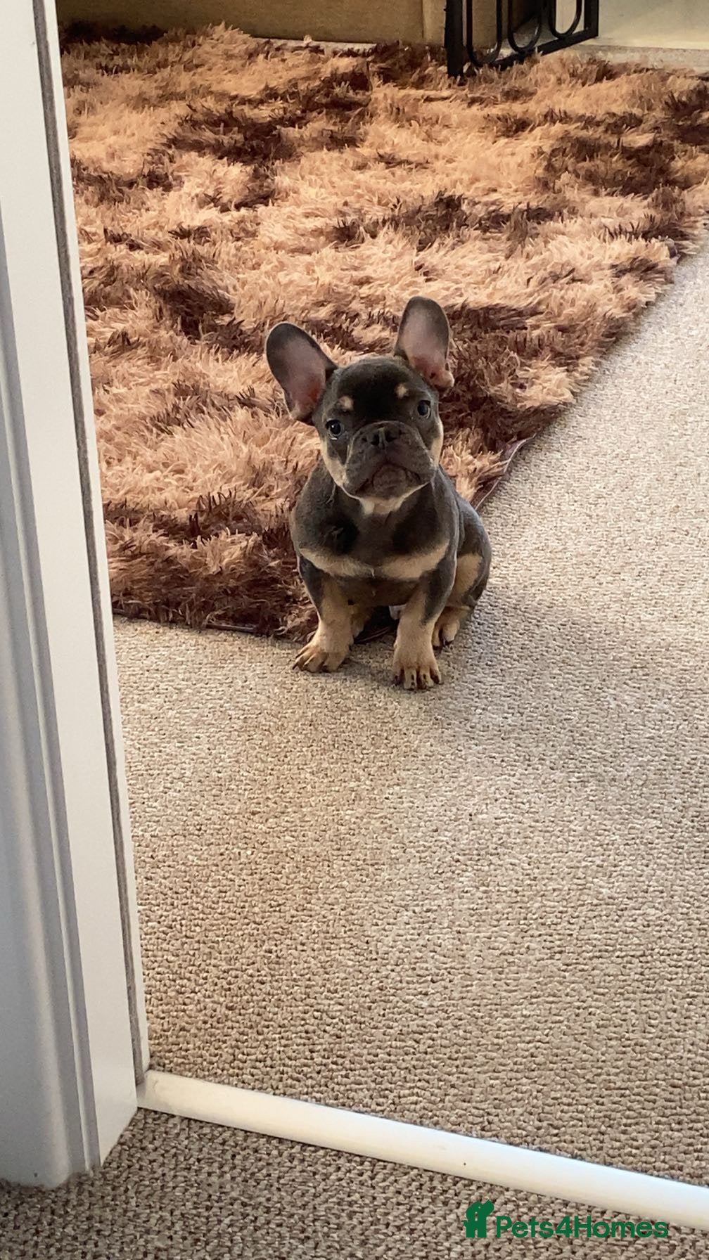 French Bulldog dogs French bulldog puppy (8 months old) - Advert 1