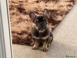 French Bulldog dogs French bulldog puppy (8 months old) - Advert 1
