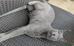 Russian Blue cats for sale: Affectionate Adult Male Cat for Sale - Image 8