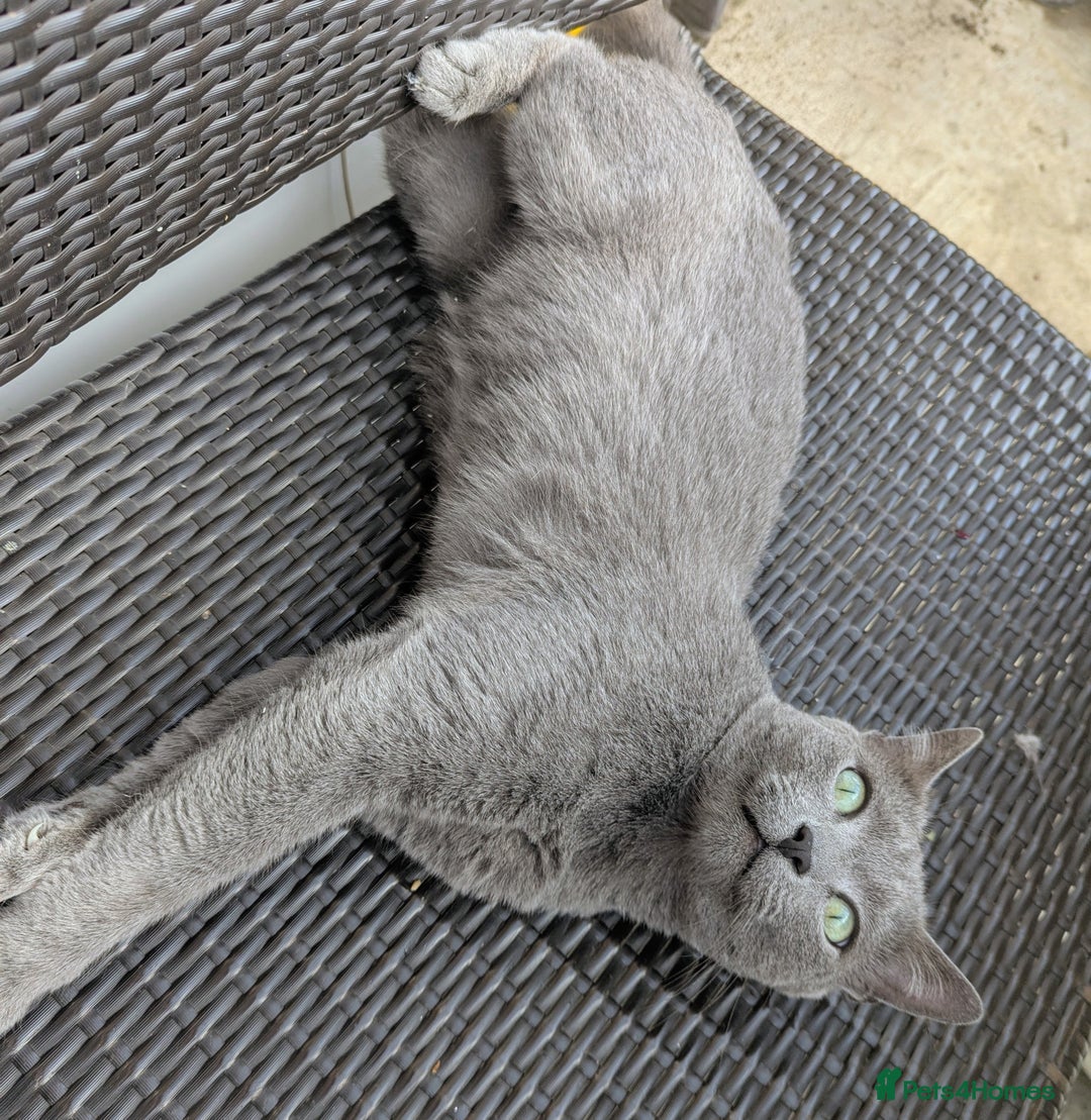 Russian Blue cats for sale: Affectionate Adult Male Cat for Sale - Image 8