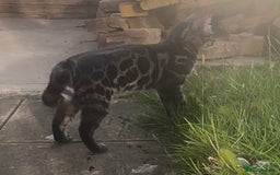 Bengal cats for sale: Well socialised bengal kittens - ready 21/12/25 - Advert 38