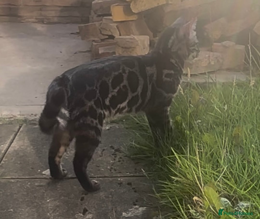 Bengal cats for sale: Well socialised bengal kittens - ready 21/12/25 - Advert 38